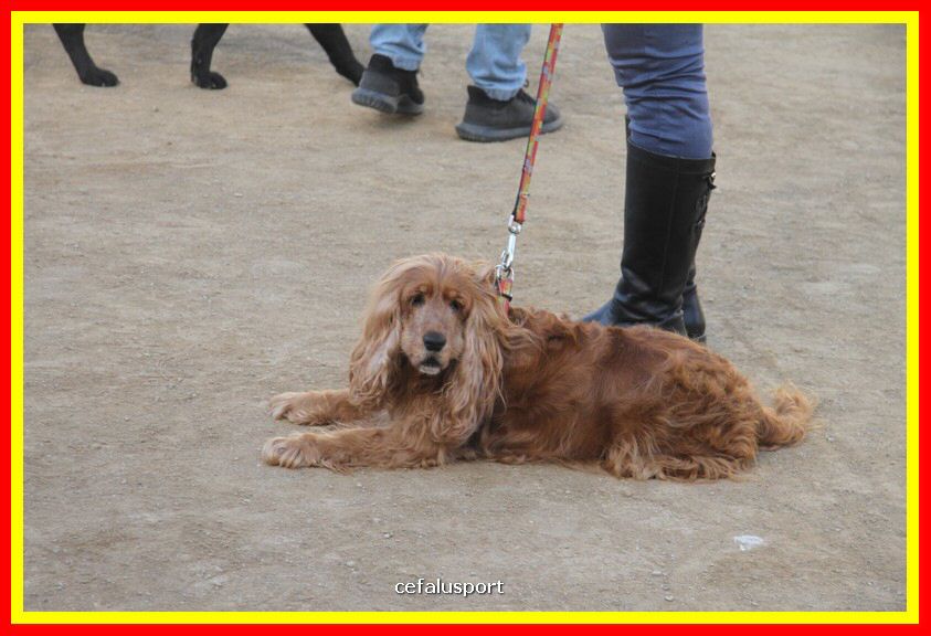 180311 mostra_canina 037.jpg